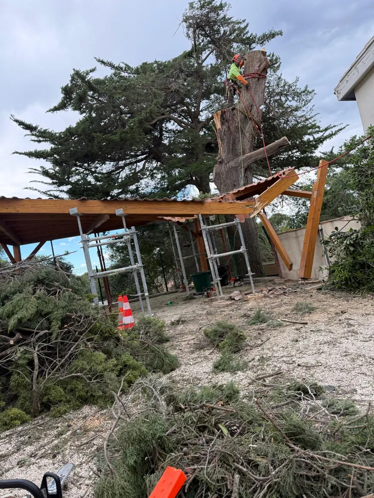Démontage d’un cyprès au-dessus d’un abri, branches au sol