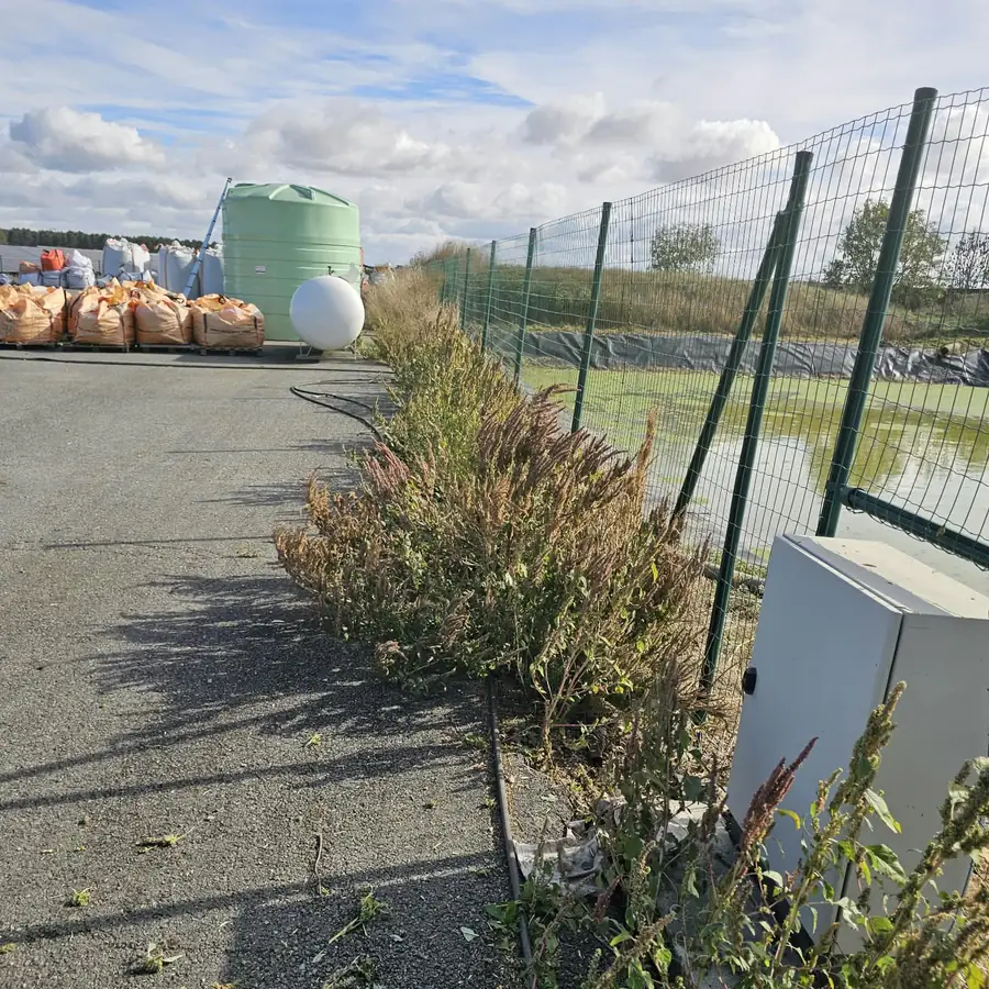 Bande de végétation haute entre l’allée goudronnée et la clôture