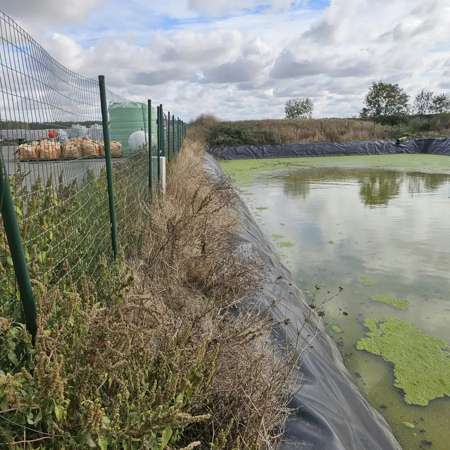 Herbes hautes entre la clôture et la bâche du bassin