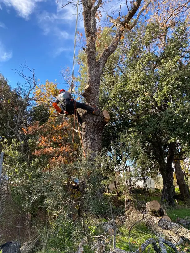 Élagueur encordé dans un grand arbre en cours de taille
