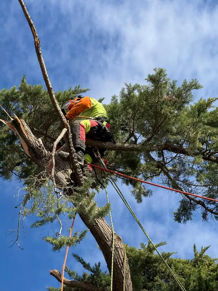 Élagueur encordé dans un grand cyprès, en pleine taille