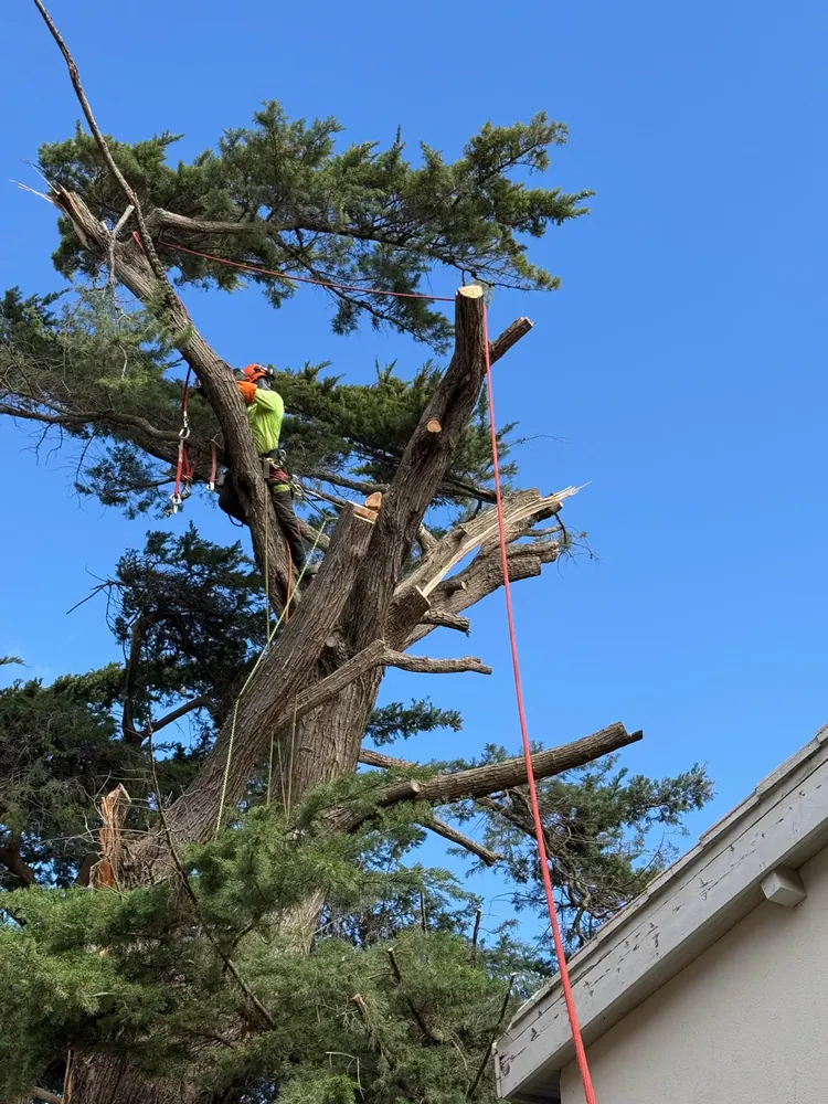 Cyprès en cours d’élagage, grimpeur dans la couronne