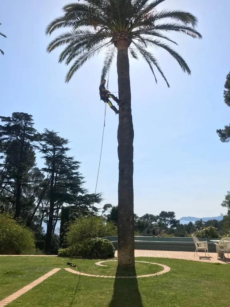 Élagueur encordé à mi-hauteur d’un grand palmier, dans un jardin avec vue sur la mer