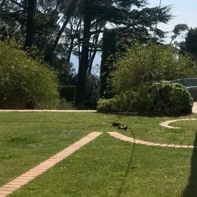 Pelouse de villa entretenue, bordure en brique et massifs taillés