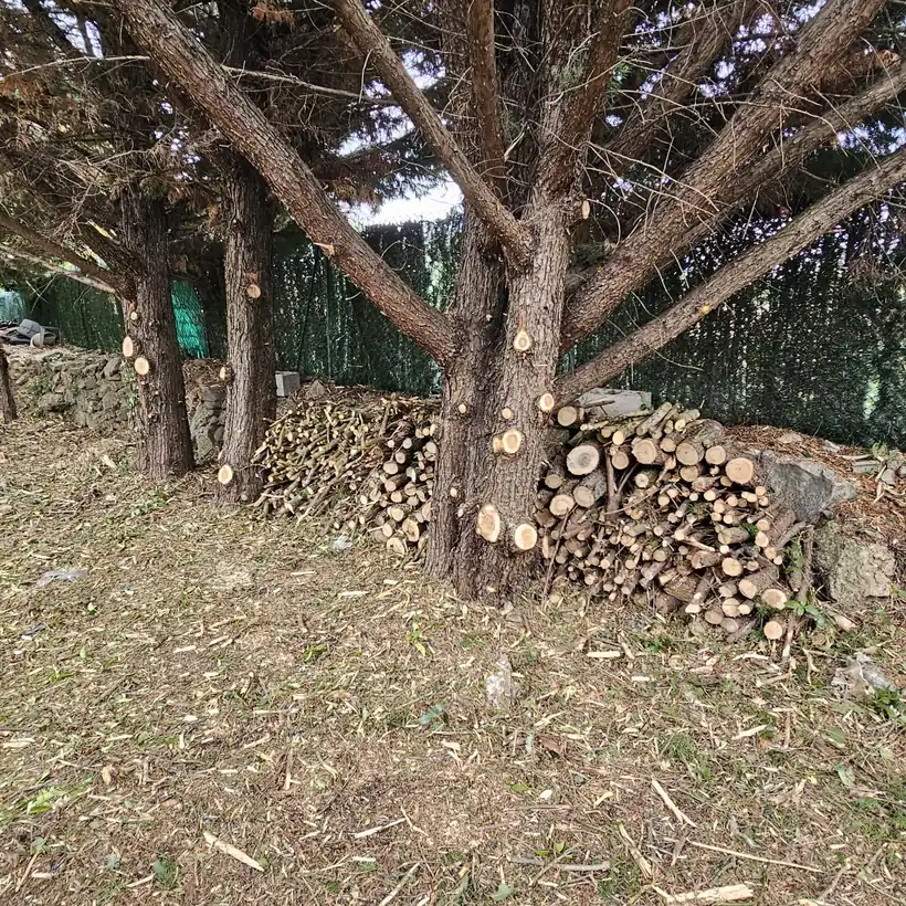 Jardin nettoyé avec le bois coupé rangé au pied des arbres