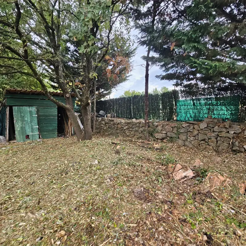 Jardin nettoyé sous les arbres, herbe coupée et sol dégagé
