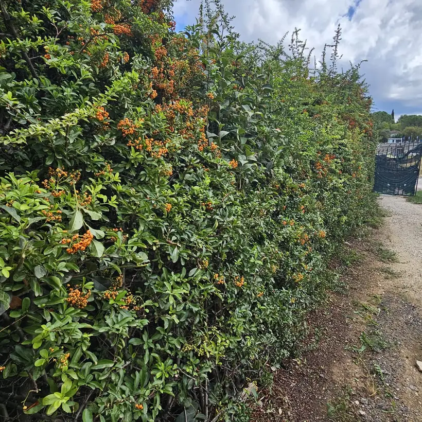 Haie de pyracantha taillée le long d’une allée